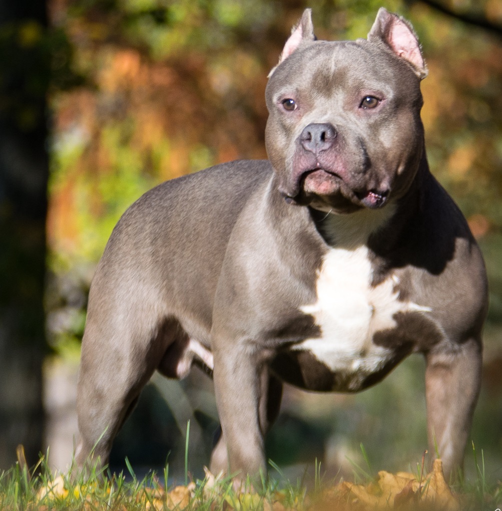 American Bully dog restriction in the United States